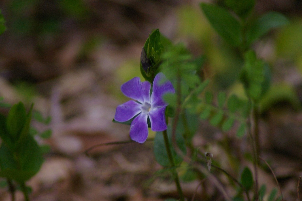 写真素材「春の野に咲く紫の花」｜ムラサキ