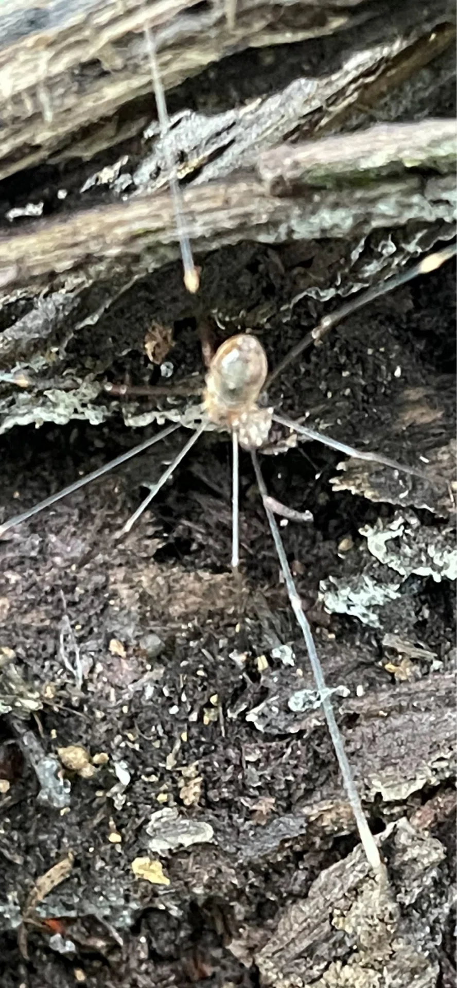 座頭虫｜EGGSEED