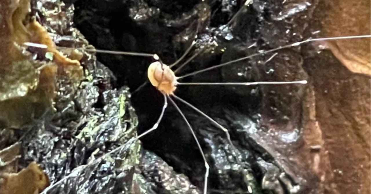座頭虫｜EGGSEED