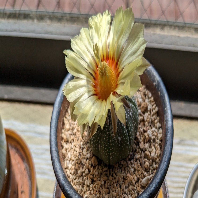 サボテン「兜丸」に花が咲きました｜nishioka