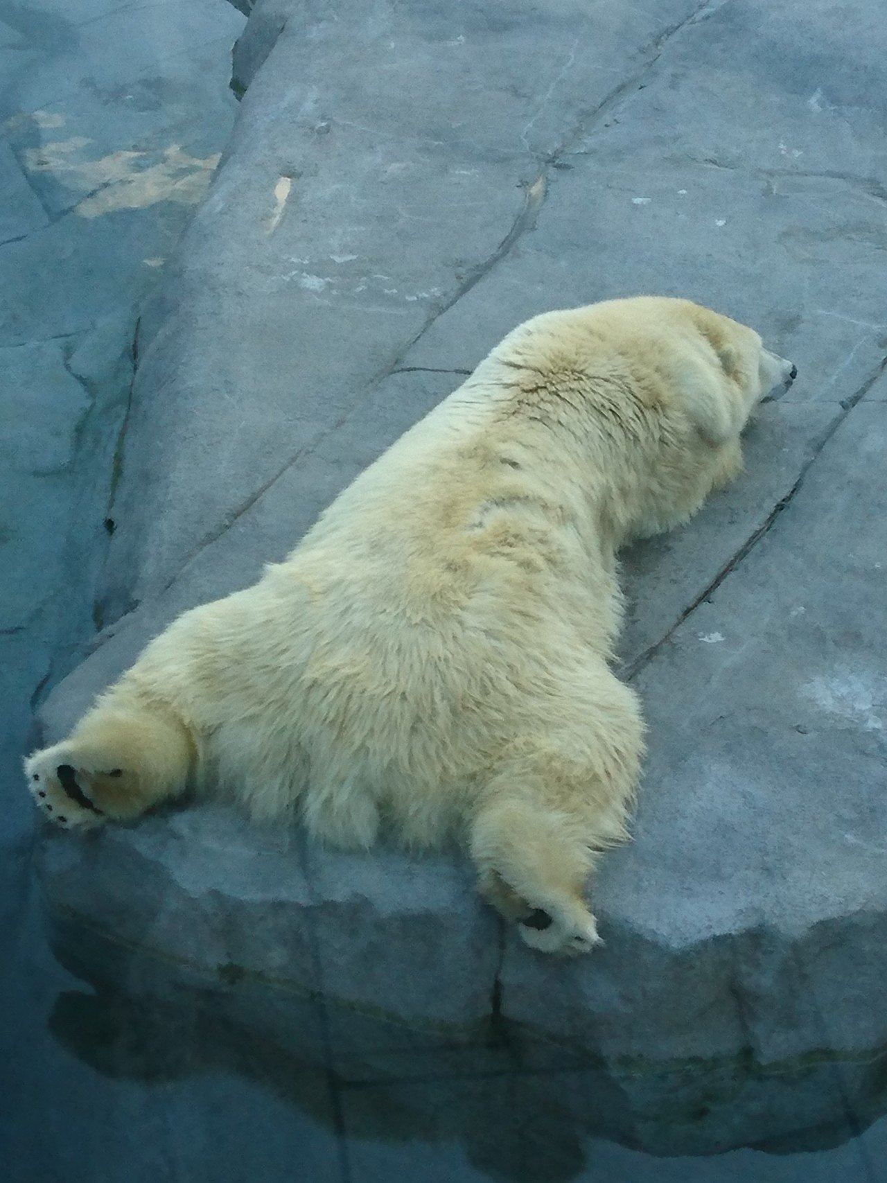 北海道の写真 円山動物園のシロクマ 幸野つみ Note