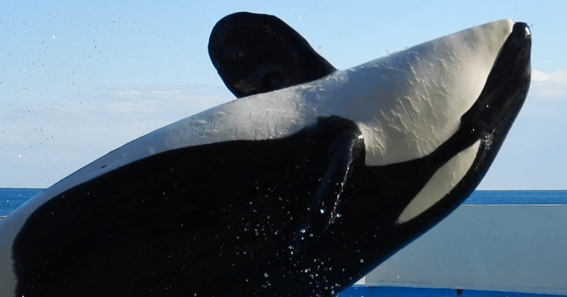 東海地方の人は多くの水族館にシャチいると思ってる説