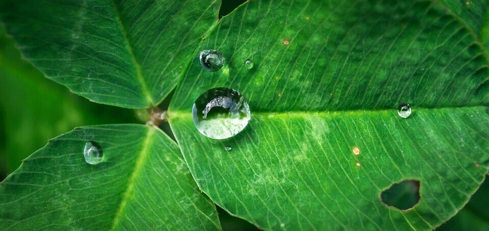葉と水滴_
