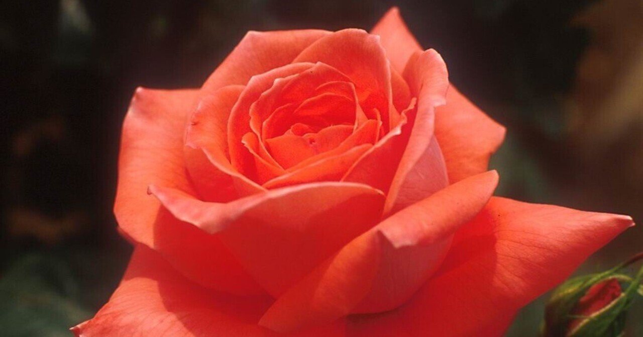 今まで知ることはなかったブログ「カレイドスコープ」についてと、最新の記事のご紹介です｜Unakite