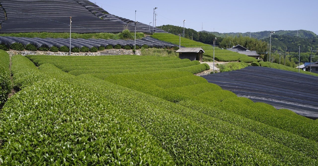 和束の茶畑(J limited 01 / smc PENTAX-FA 31mmF1.8 Ltd.)｜夢望