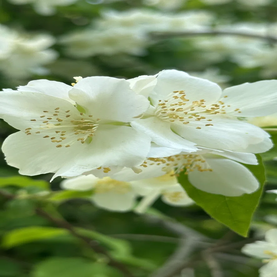 梅花空木｜EGGSEED