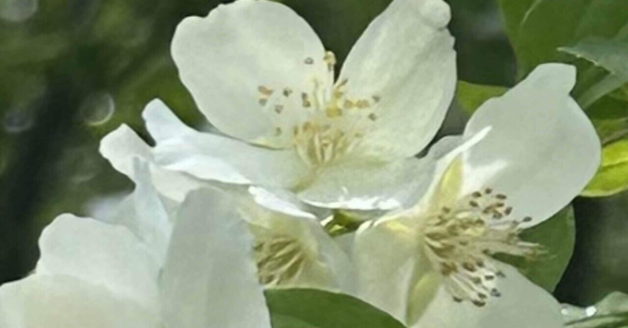 梅花空木｜EGGSEED