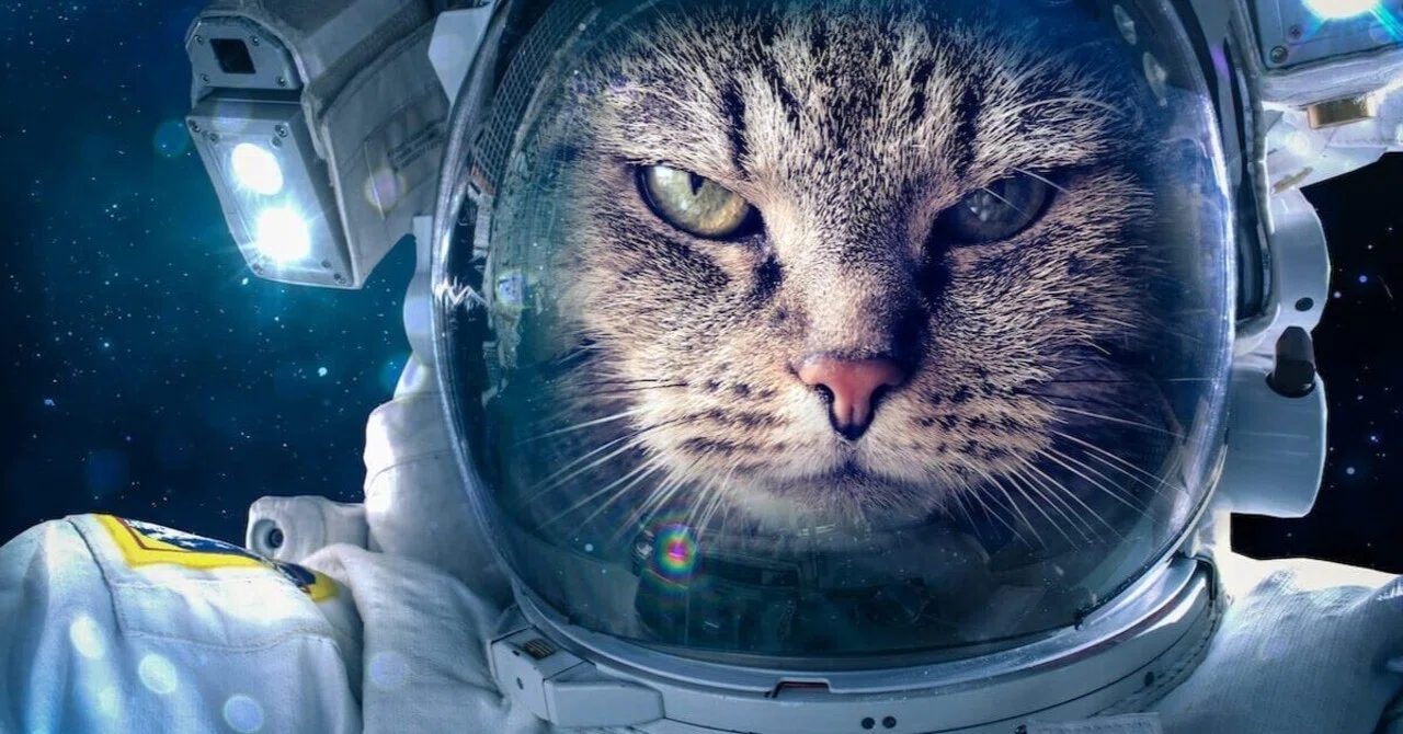 宇宙と猫が謎コラボ！宇宙猫（スペースキャット）とは？｜林孟