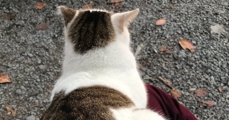 ペットショップとブリーダー ブリーダーからペットを買うこと やもや ありえ 学習塾兼爬虫類ショップ兼爬虫類カフェ Note