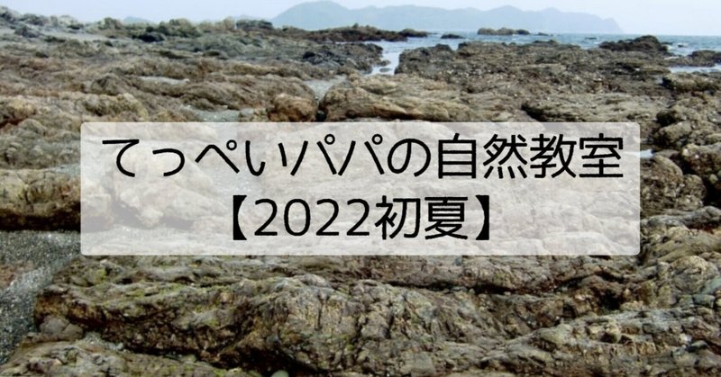 【2022初夏】海での磯あそび！～海の生き物観察～