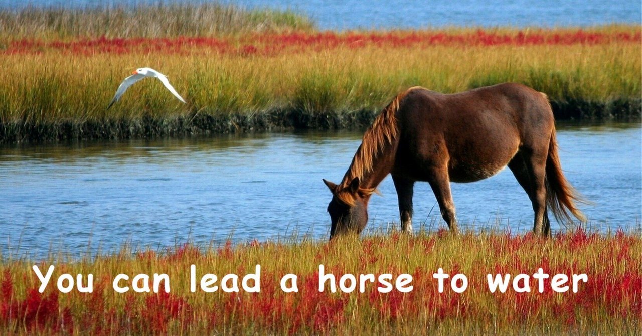 You can lead a horse to water｜英語学習アドバイザー 金田憲昭(かねだ かづあき)｜note