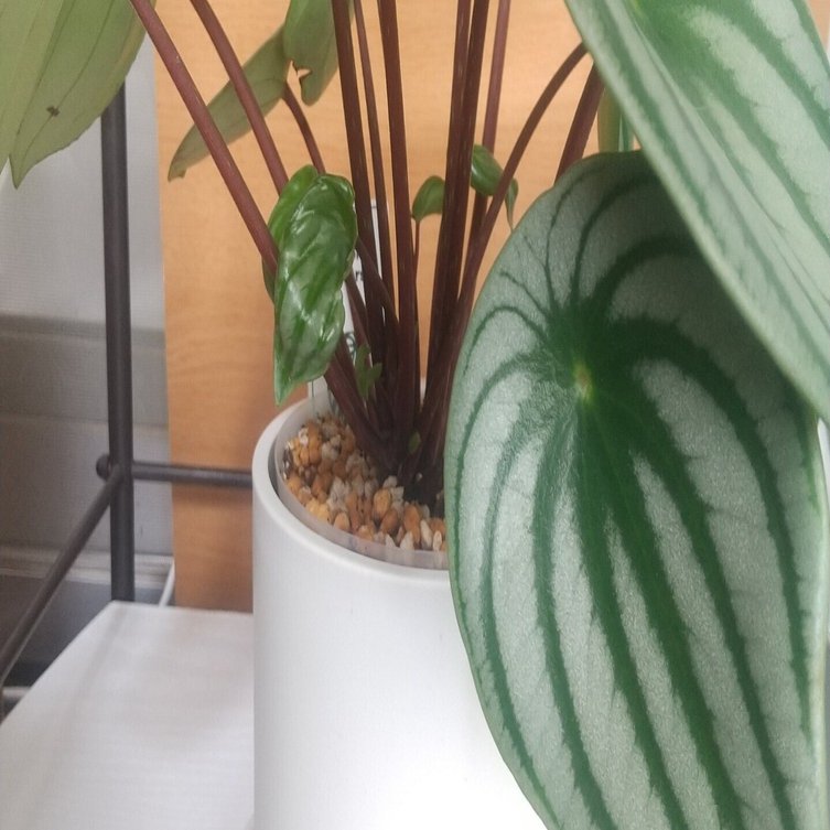 スイカぺぺ】ペペロミア サンデルシーがおそろしくかわいい件について