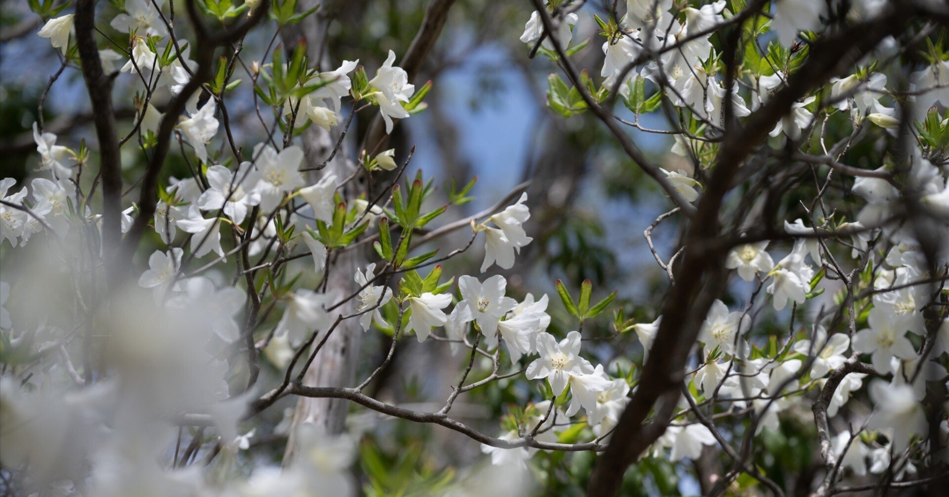 白八汐 〜 シロヤシオ こと五葉躑躅｜無為の茶客 | Kazuo Yoshida