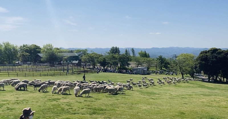 GW、マザー牧場で羊をたくさん見たので羊が編みたくなった🐏