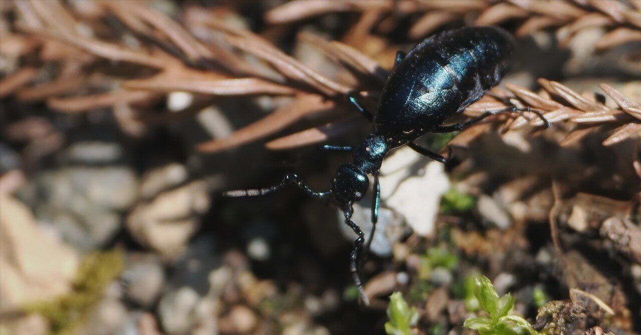 ツチハンミョウの毒性が気になったので調べた｜t.koba