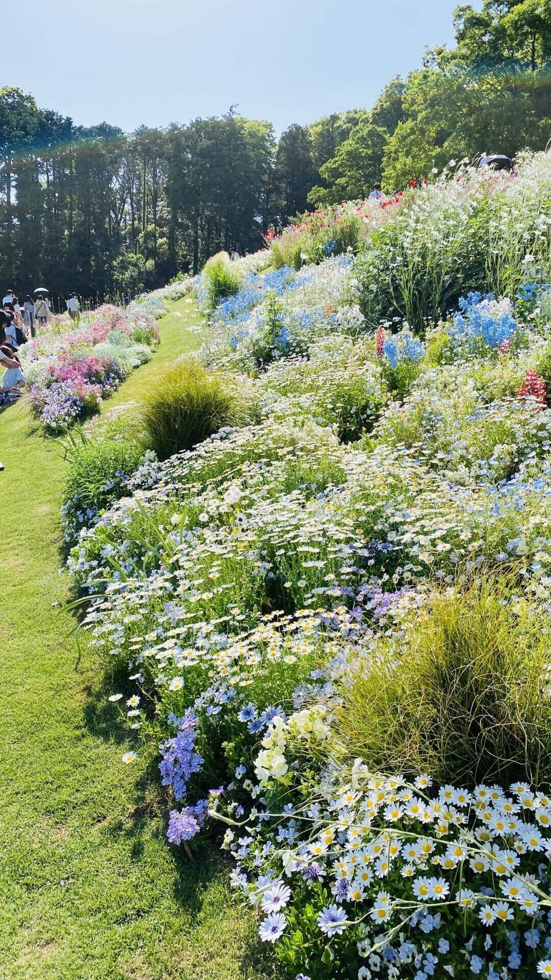 やまの花まつり やまの花まつり