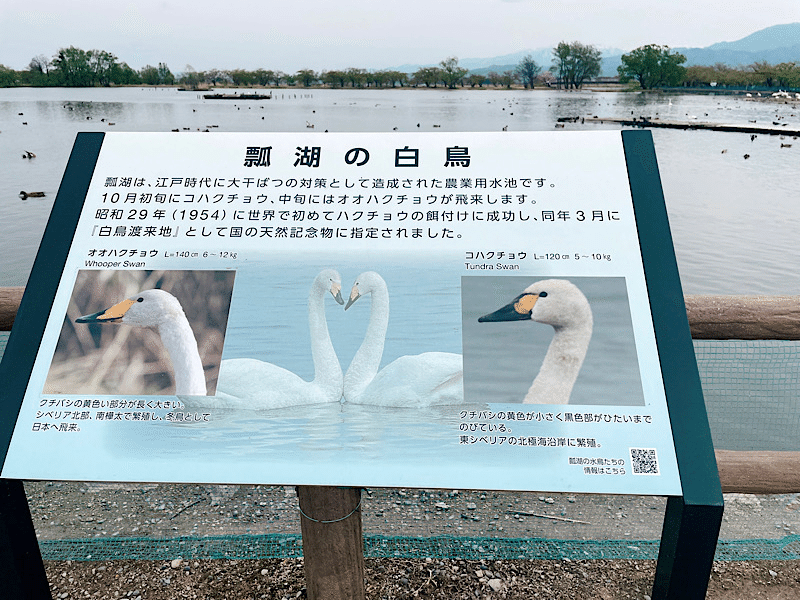 新潟＊瓢湖水きん公園の八重桜と白鳥【旅行記#12】｜Runawings Trip