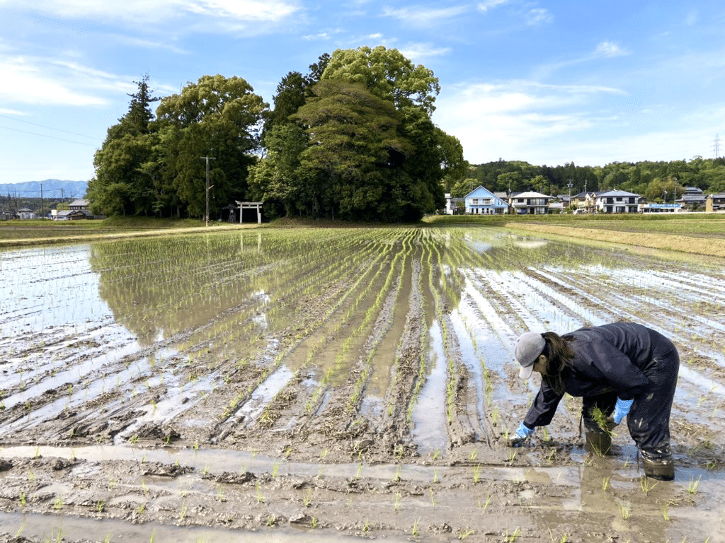 米農家 ゼロから始める伊賀の米づくり45：父から継いで4年目の田植えを終えて