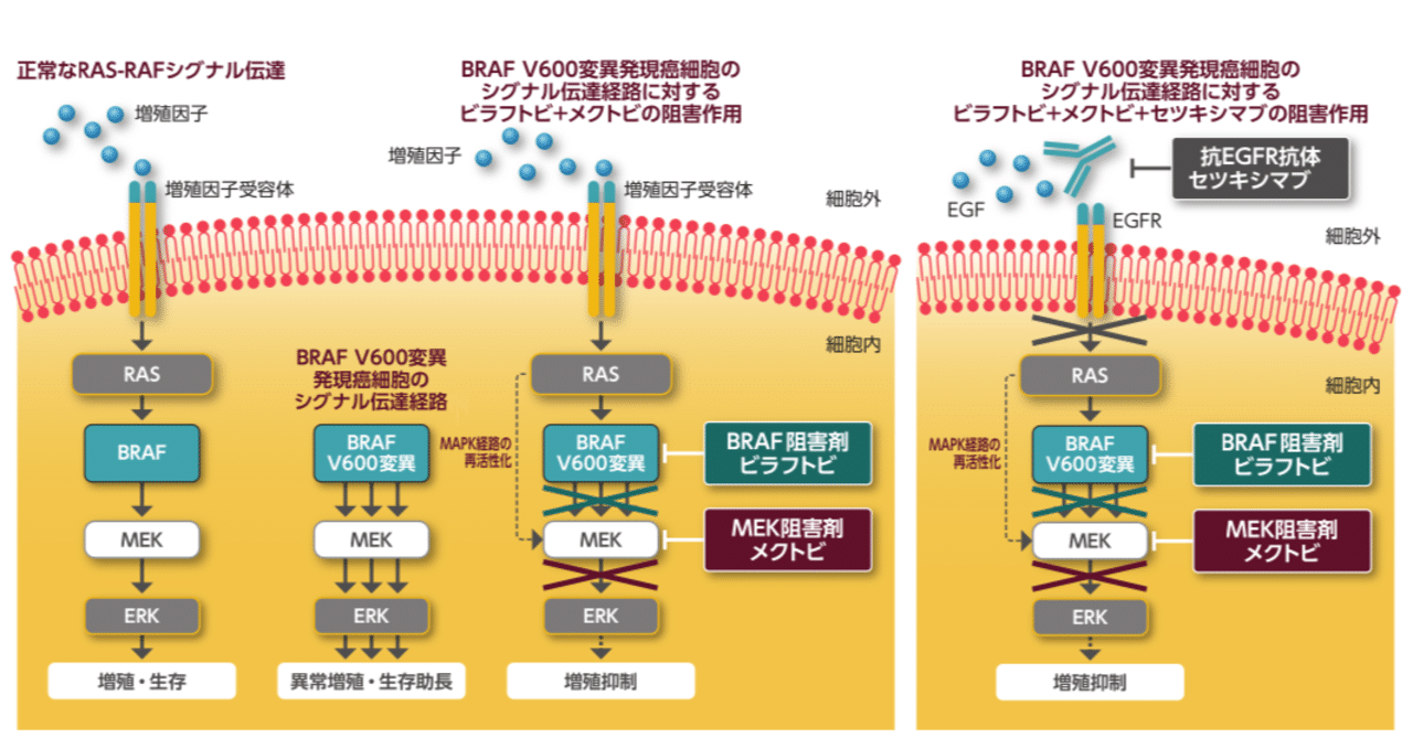 オリジナル問題No.5（MEK阻害剤）｜40mnk🦀