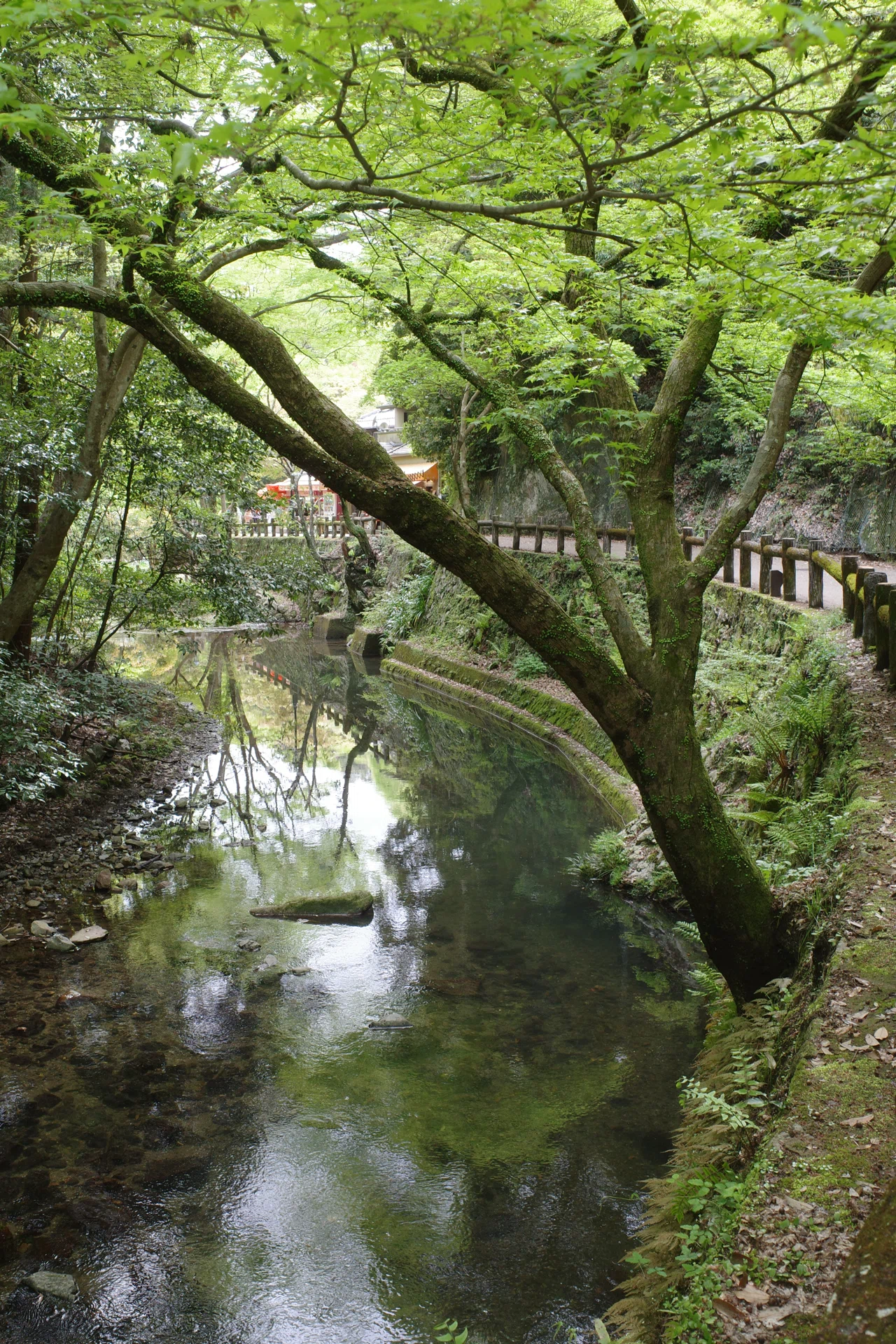 636【大阪】自然と温泉とクラフトビール・新緑の箕面さんぽ｜旅する
