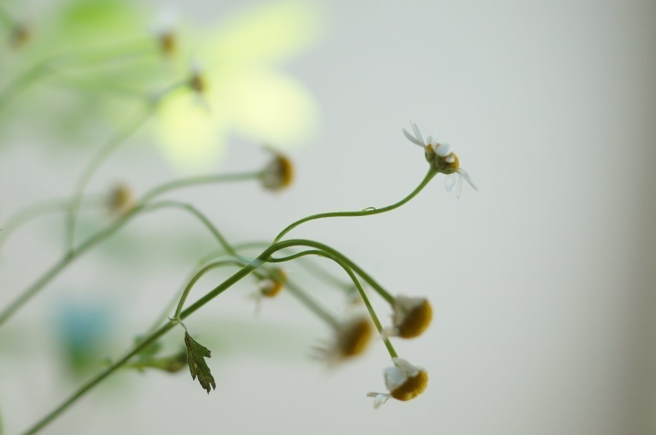 3月13日 内田康夫 僕だったら 希望を持つことと 他人に希望を抱かせることが女らしさだと思いますけどね 久恒 啓一 Note