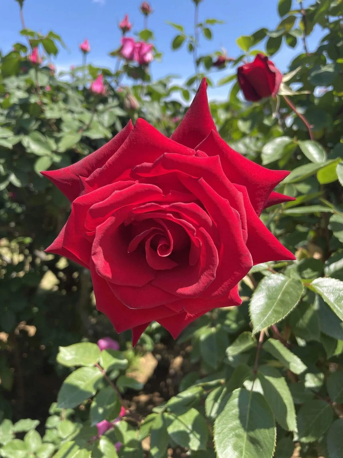 バラの花