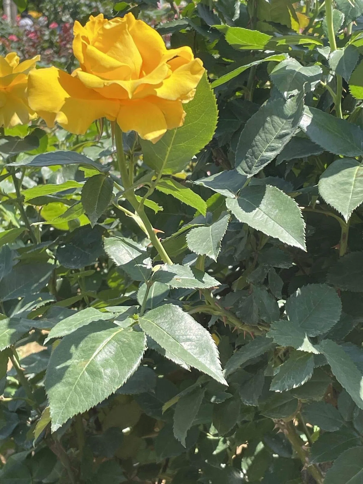 バラの花