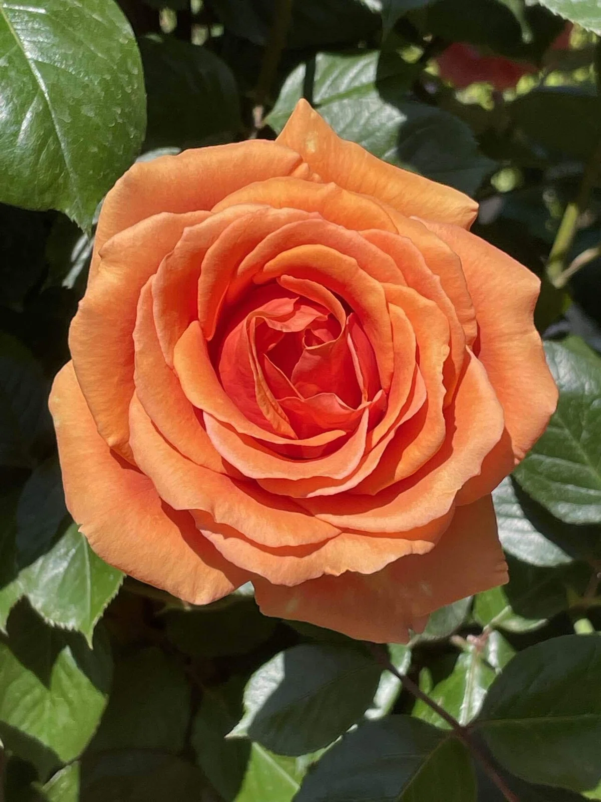 バラの花