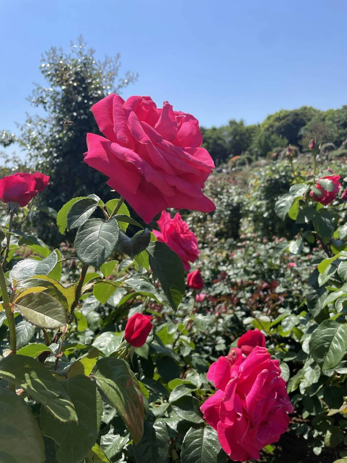 バラの花