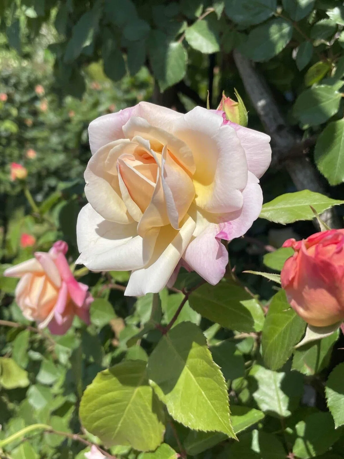 バラの花