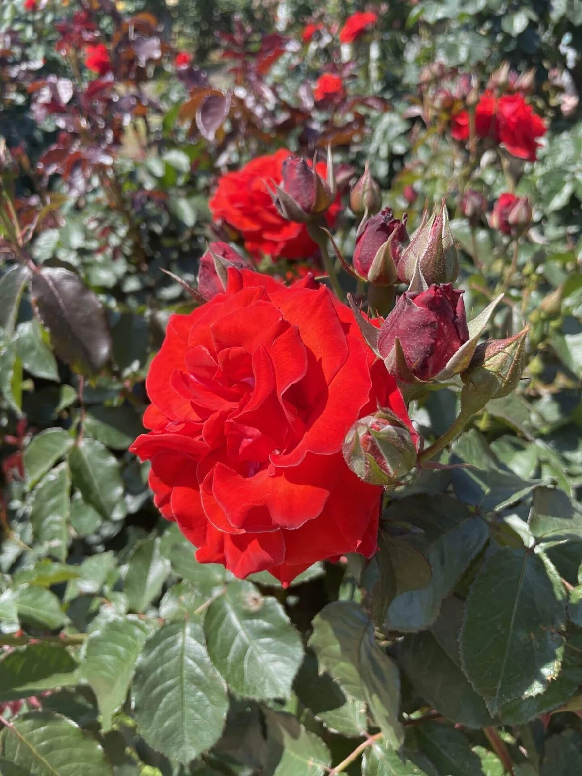 バラの花
