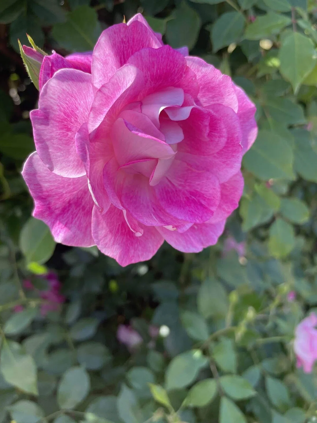 バラの花