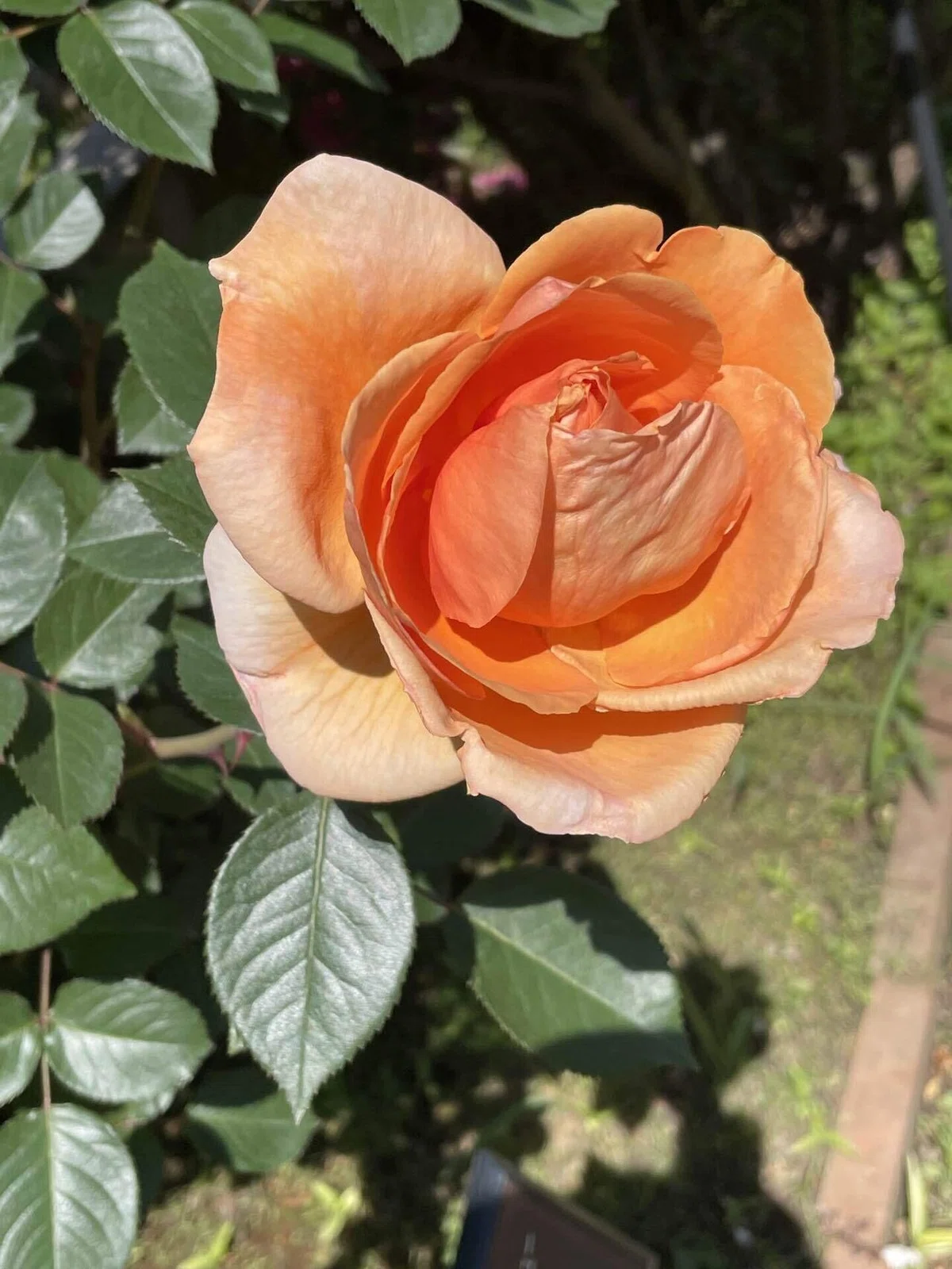 バラの花