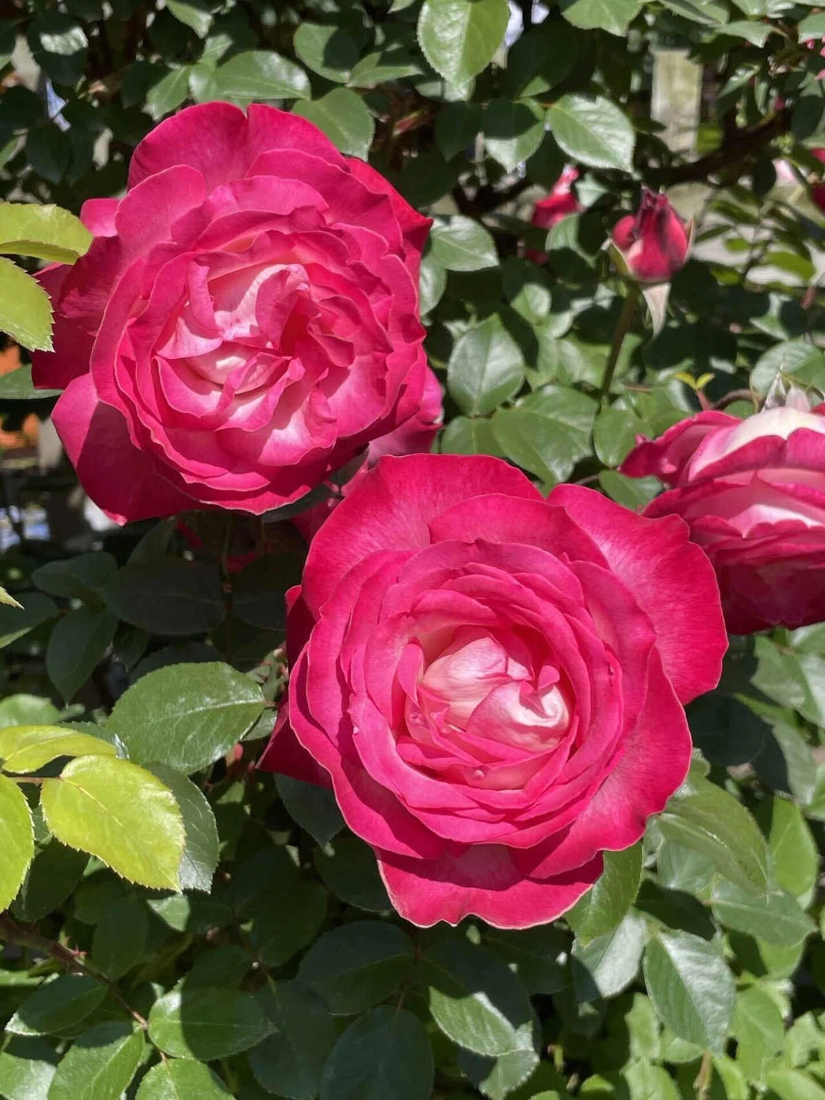 バラの花
