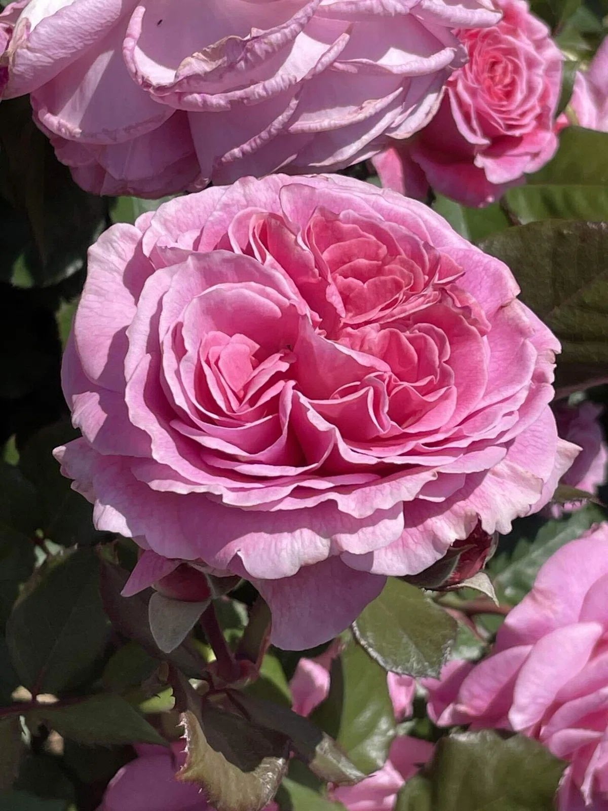 バラの花