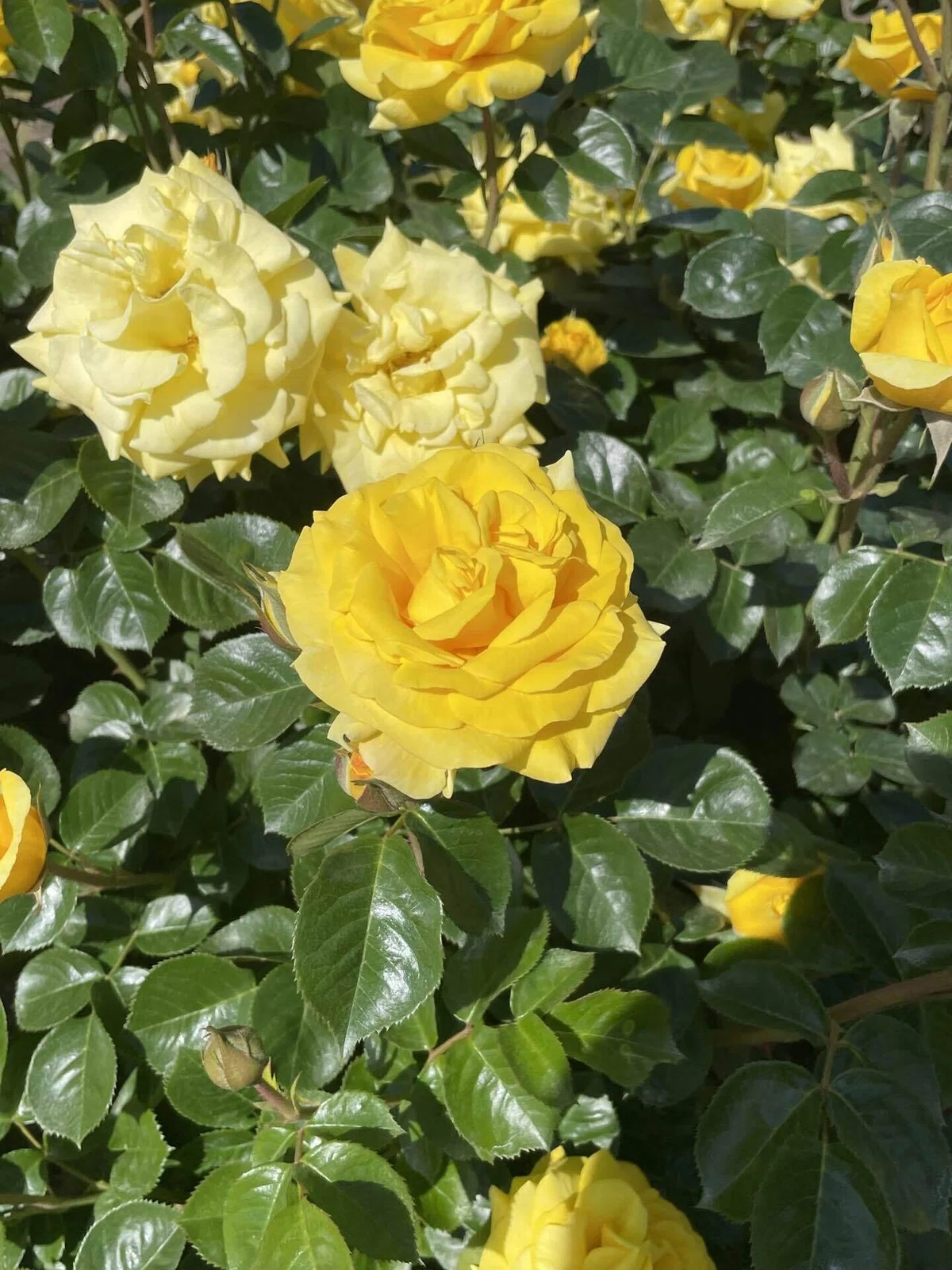 バラの花