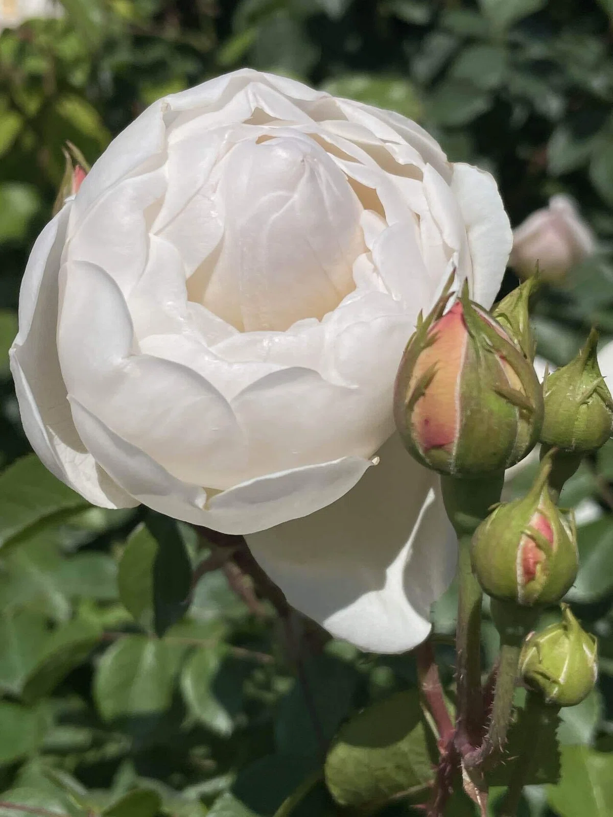 バラの花