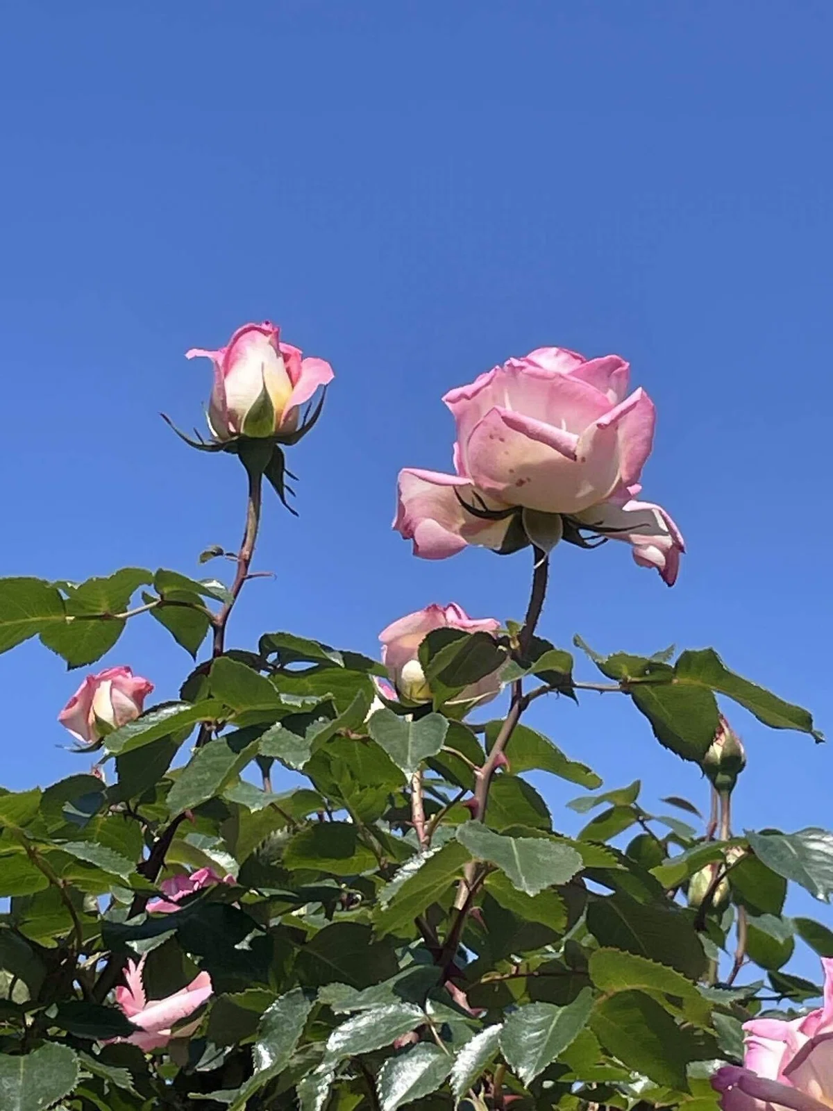 バラの花