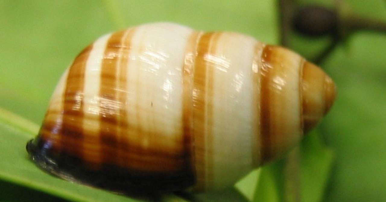 ジョジョの奇妙な生物学 歌うカタツムリ 盛田 諒 Note