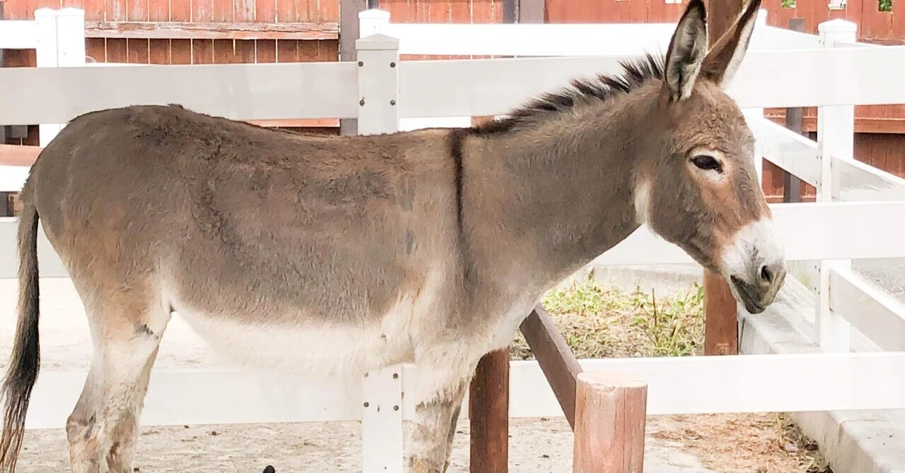 ロバとかいう知れば知るほどモテる要素しかない動物について語らせて!|さんし