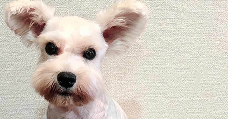 レナさんは繁殖リタイア犬 星マリア 占い界の傾奇者 Note