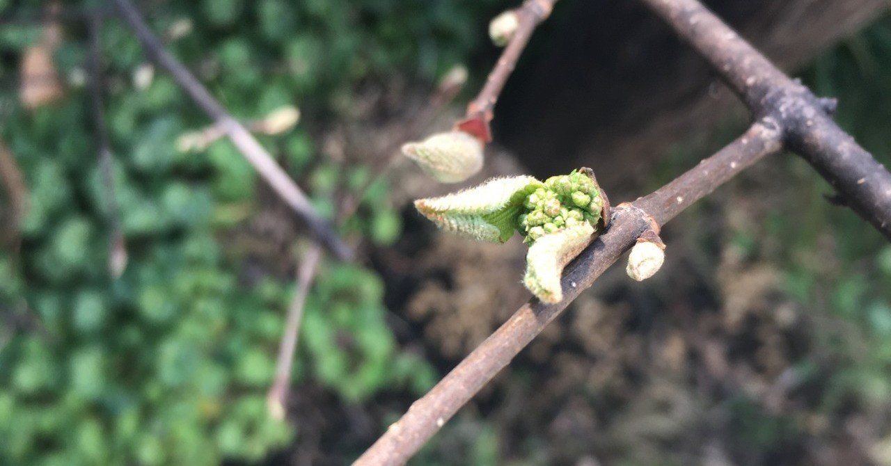 オオデマリの花芽 Yasuaki Kato Note オオデマリの花芽 Yasuaki Kato Note