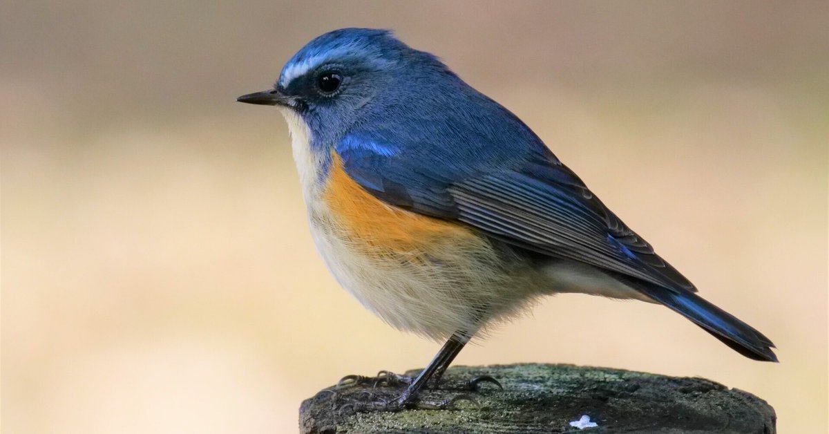 野鳥が好きです!#51「400mmの望遠レンズの世界」｜take 🎸全ての