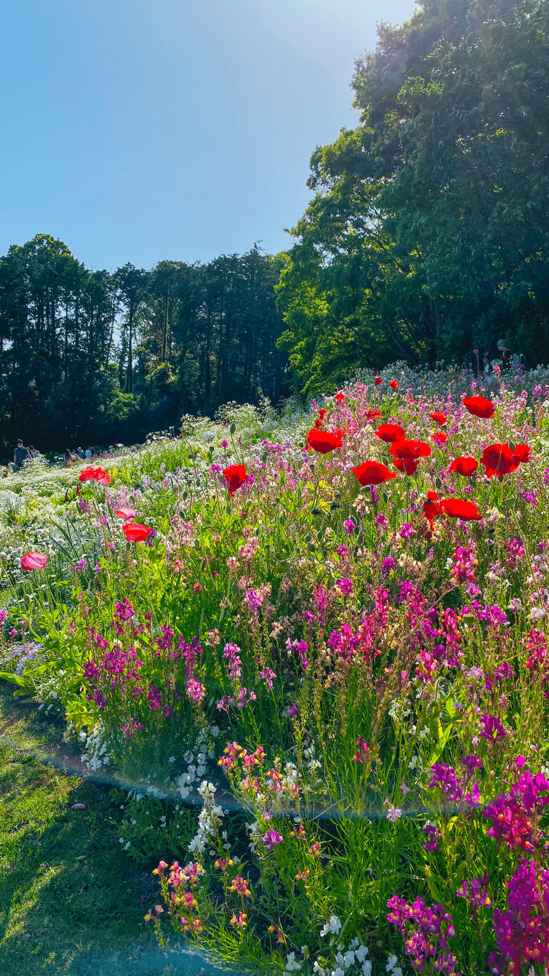 やまの花まつり 第34回 ふじの花まつり | 山形 まるごと観光情報サイト「VISIT