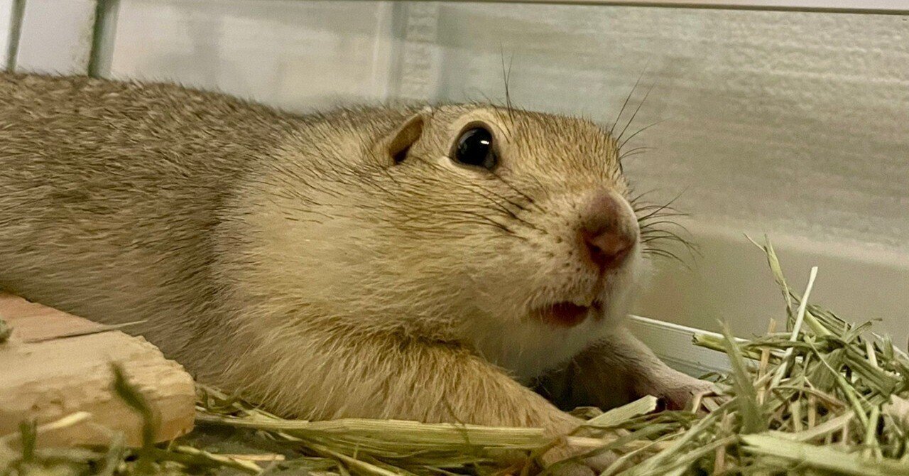 リチャードソンジリスってどんな動物??懐く？飼いやすさは
