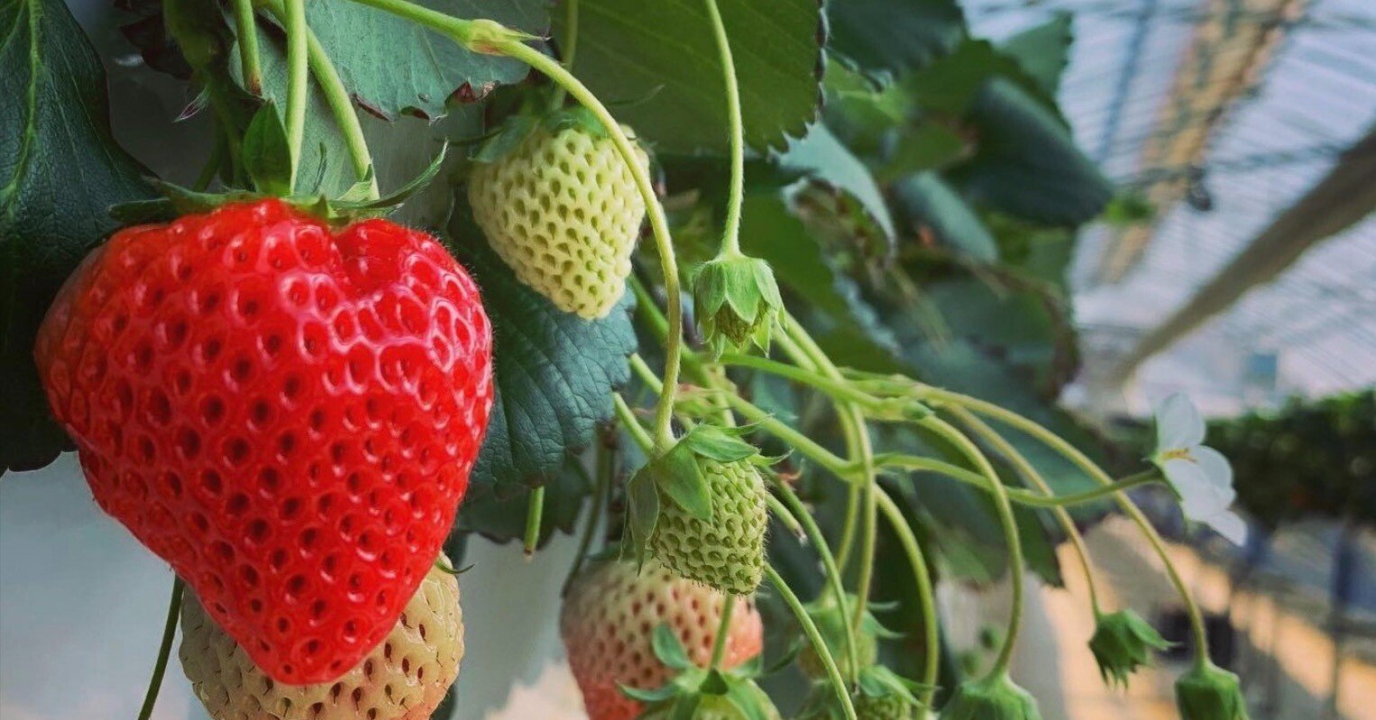 いちご　10本フラワーエッセンス 楽天市場】サントリーフラワーズ 本気野菜 イチゴ 白蜜香 3号ポット苗