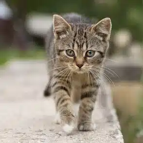 ネコキャット