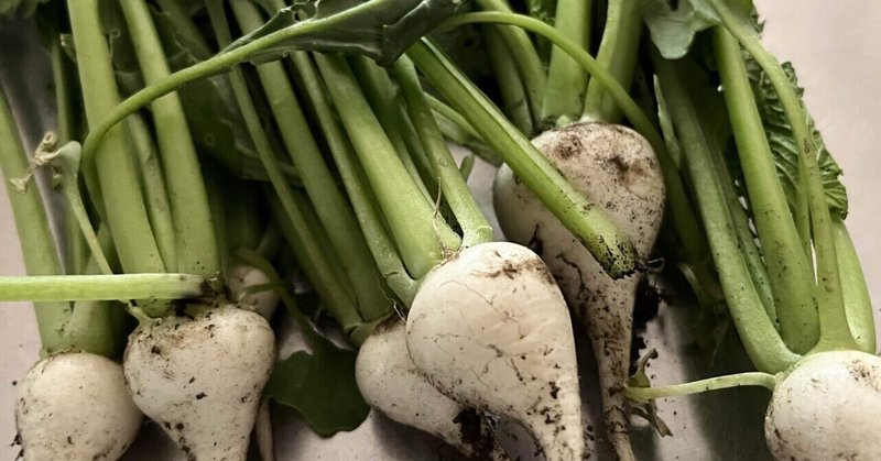 種まきがうまくなりたい。カブの播種あれこれと、カブの間引き菜と。