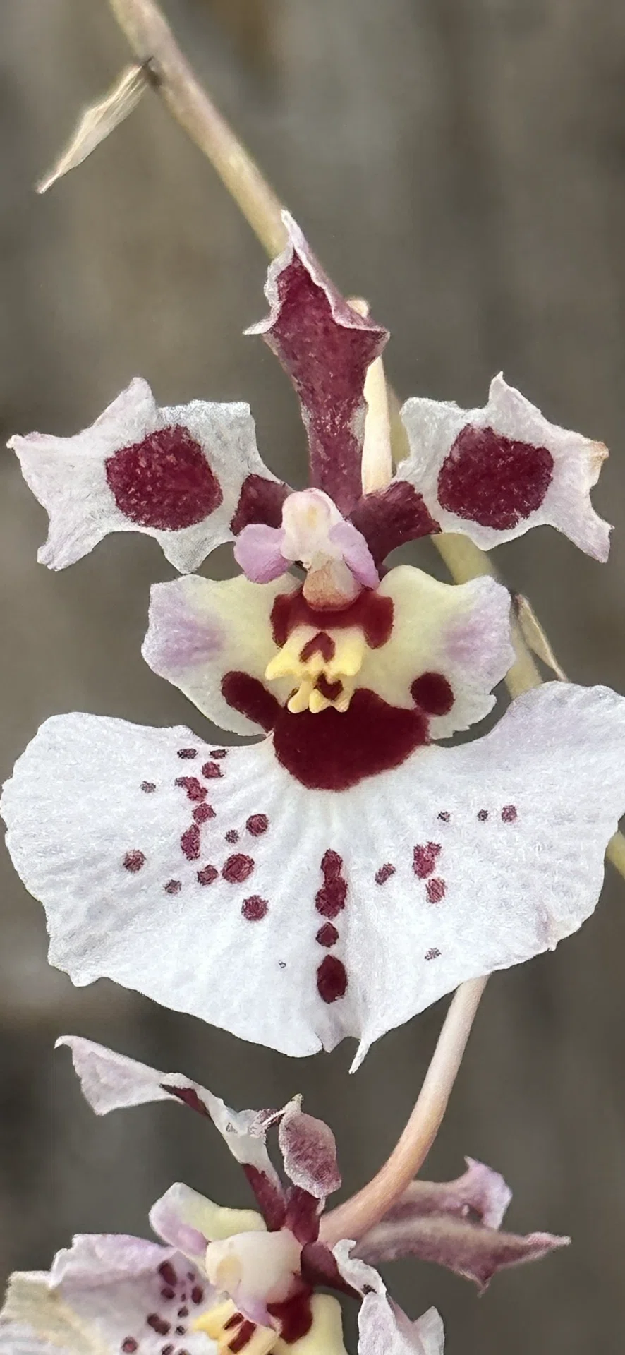 DANCING LADY ORCHARD｜EGGSEED