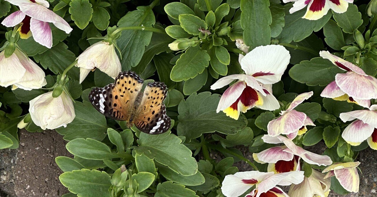 オレンジの蝶々｜demachiakemi